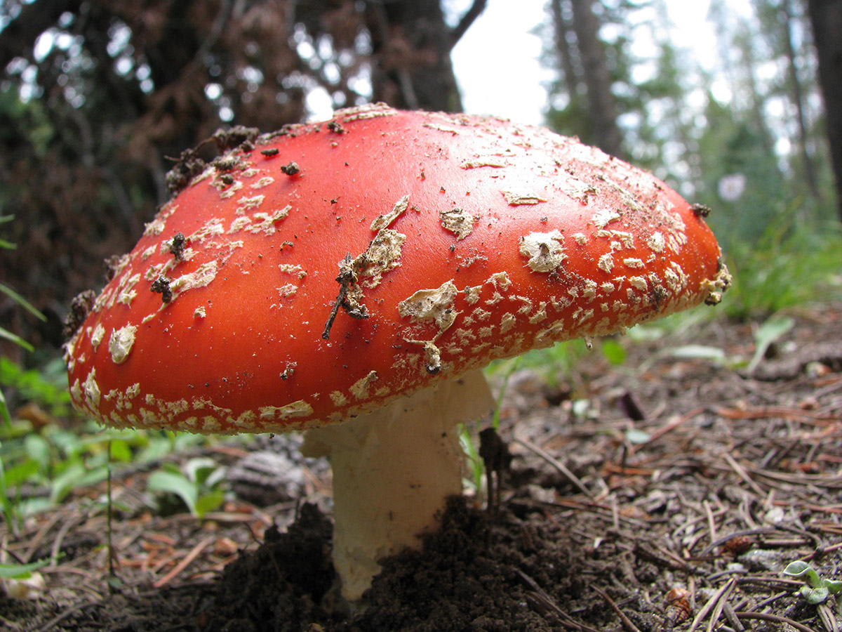 red mushroom