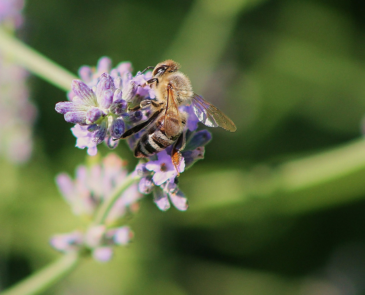 honey bee and purple flower