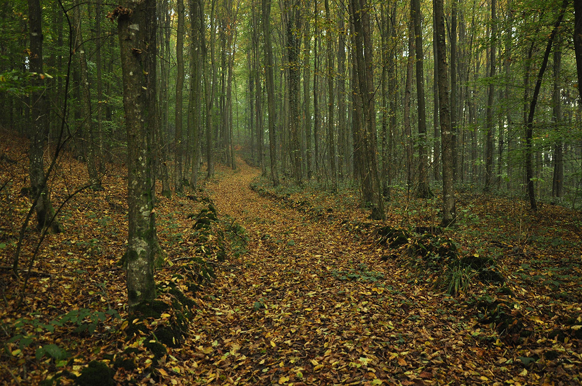 woods path