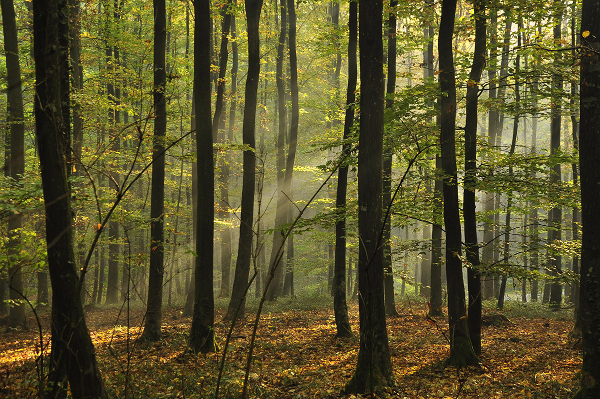 light in woods