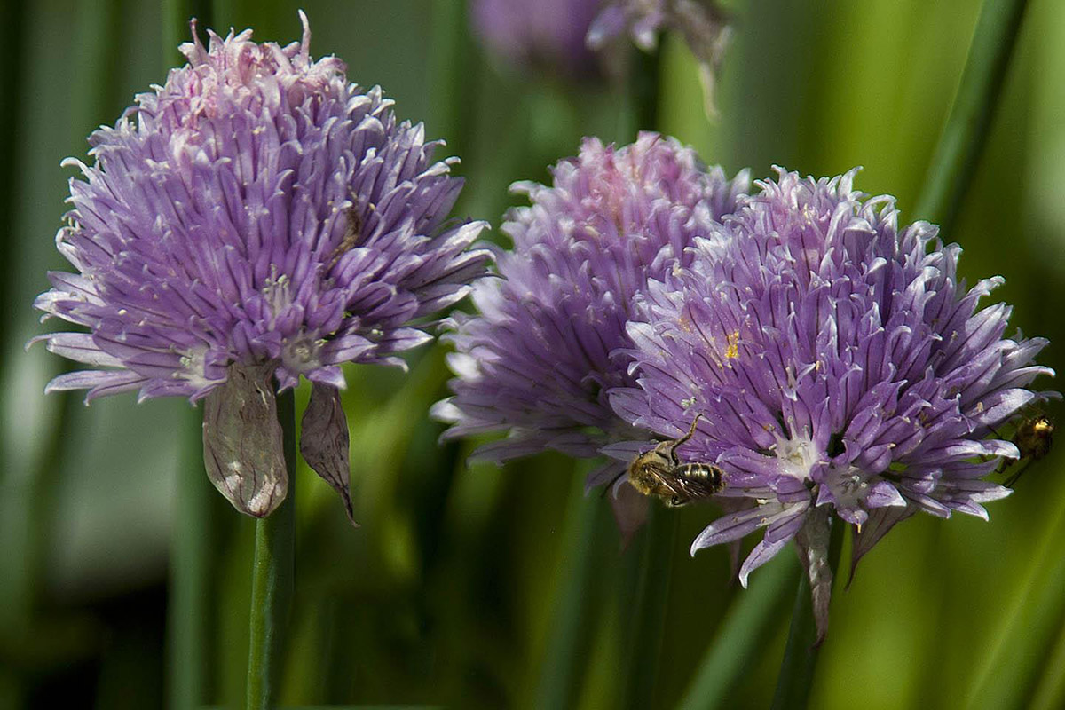 purple flowers