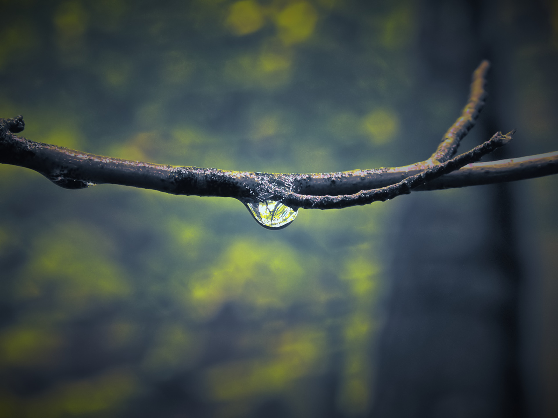 water drop on twig