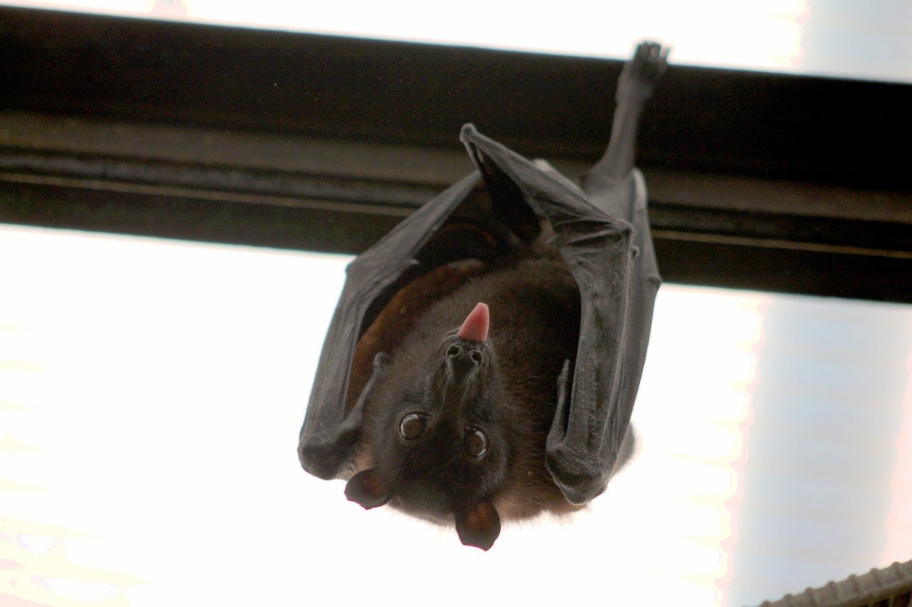Bat sticking out toung